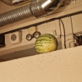 Rettung einer Wassermelone bei der Feuerwehr!?
